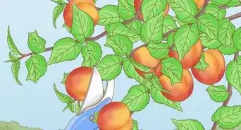 Grow Apricots
