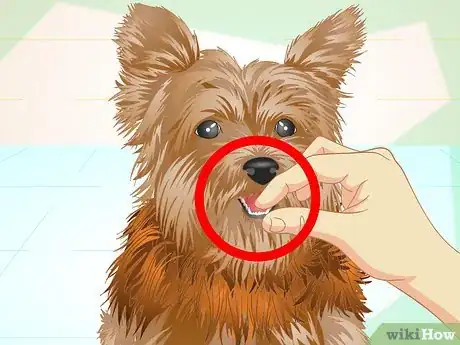 Image titled Keep Your Yorkie's Teeth Clean Step 6