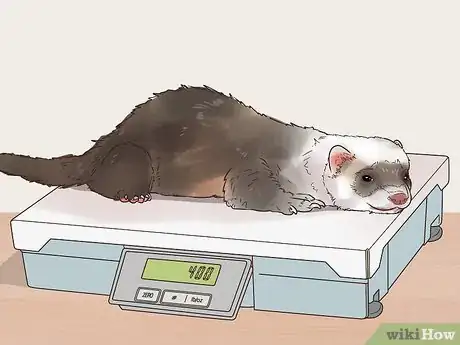 Image titled Spot Signs of Illness in a Ferret Step 6
