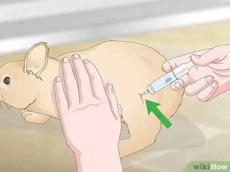 Image titled Determine Whether to Have Your Rabbit Neutered Step 10