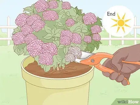 Image titled Grow Hydrangeas in a Pot Step 13