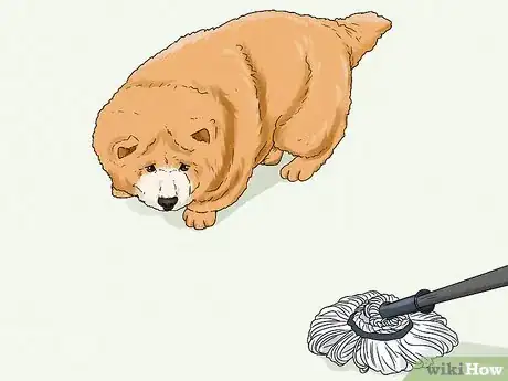 Image titled Identify a Chow Chow Step 10