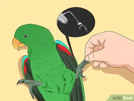 Image titled Spot Signs of Nutritional Disorders in Eclectus Parrots Step 7