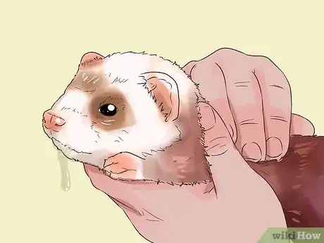 Image titled Spot Signs of Illness in a Ferret Step 8