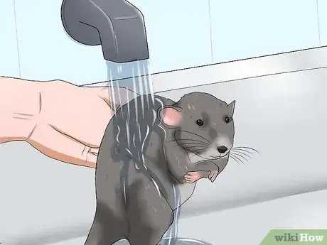 Image titled Keep a Pet Rat Clean Step 8