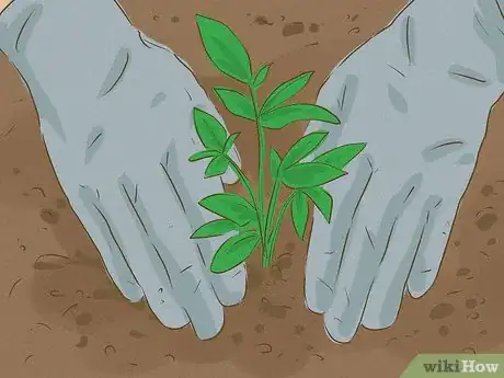 Image titled Grow Healthy Seedlings Step 15
