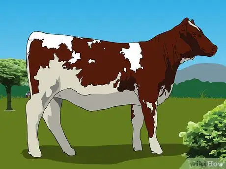 Image titled Tell the Difference Between Bulls, Cows, Steers and Heifers Step 3Bullet4