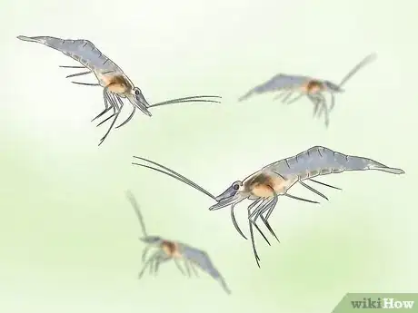Image titled Breed Ghost Shrimp Step 9