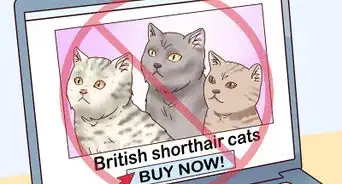 Identify a British Shorthair Cat