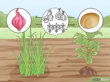 Image titled Onion Companion Plants Step 7