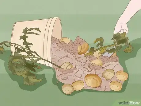 Image titled Plant Potatoes in Pots Step 18