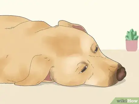 Image titled What Happens if a Dog Licks Human Blood Step 1