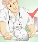 Care for a Rabbit with GI Stasis