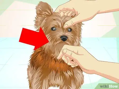 Image titled Keep Your Yorkie's Teeth Clean Step 1