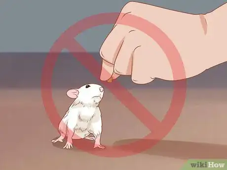 Image titled Teach a Rat Its Name Step 8