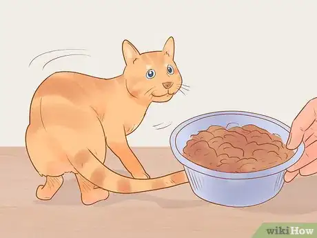 Image titled Identify and Treat Liver Shunts in Cats Step 3