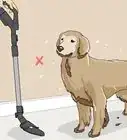 Vacuum Your Dog