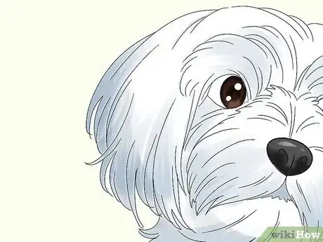 Image titled Identify a Maltese Dog Step 3