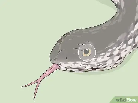 Image titled Identify Snakes Step 11