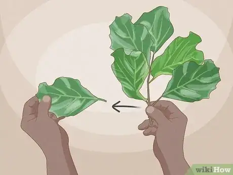 Image titled Propagate Fiddle Leaf Fig Step 3