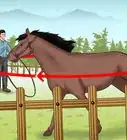 Teach Your Horse to Lunge
