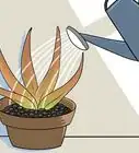 Revive a Dying Aloe Vera Plant