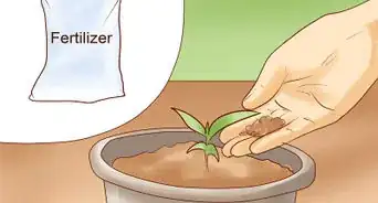 Grow Henna