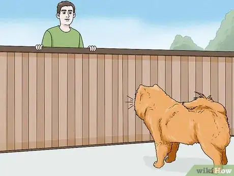 Image titled Identify a Chow Chow Step 12