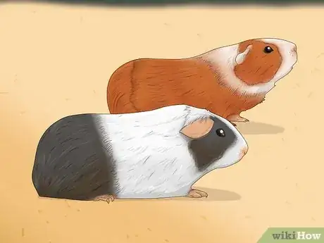 Image titled Make Your Guinea Pig Less Shy Step 2