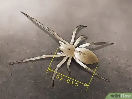 Image titled Identify a Yellow Sac Spider Step 3