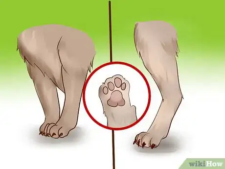 Image titled Identify a Burmese Cat Step 2