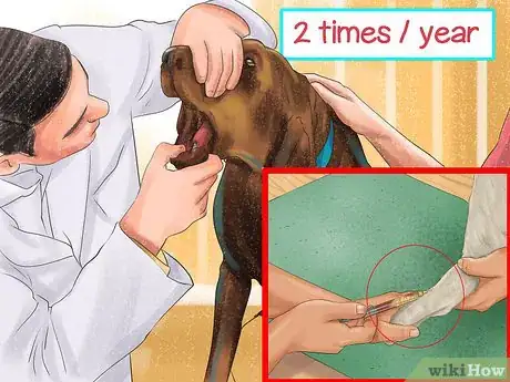 Image titled Diagnose Liver Disease in Older Dogs Step 8