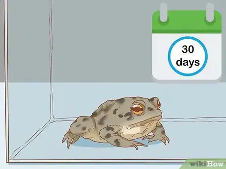 Image titled Bathe Your Frog Step 11
