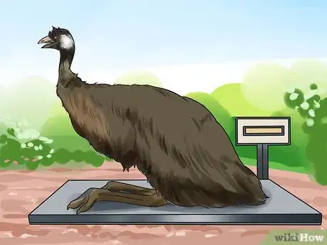 Image titled Diagnose Illness in an Emu Step 3