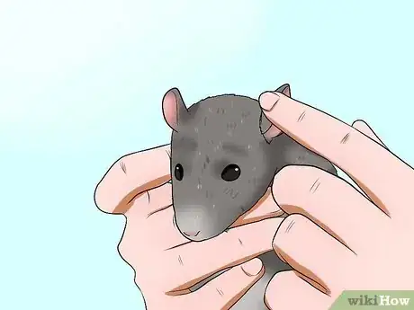 Image titled Keep a Pet Rat Clean Step 5