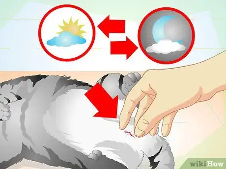 Image titled Care for Your Cat After Neutering or Spaying Step 15