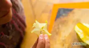 Eat a Star Fruit