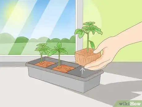 Image titled Grow Tomatoes Upside Down Step 13