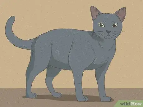 Image titled Identify a Russian Blue Step 7