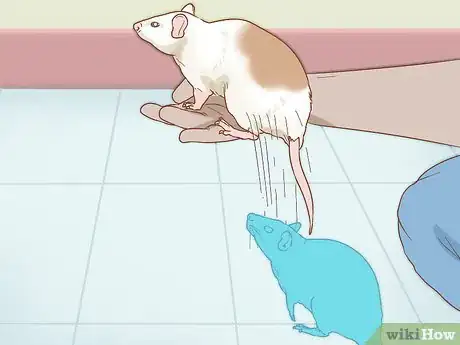 Image titled Care for a Pet Rat Step 20