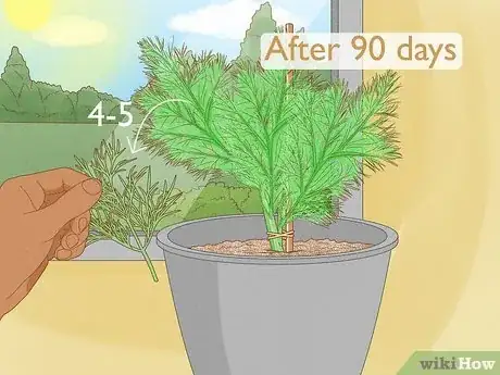 Image titled Grow Dill Indoors Step 11