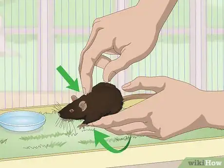 Image titled Deal with a Mouse That Bites or Scratches Step 3
