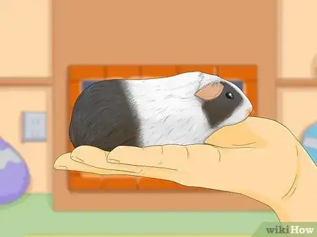 Image titled Make Your Guinea Pig Less Shy Step 6