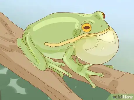Image titled Tell if Your Tree Frog Is Male or Female Step 2