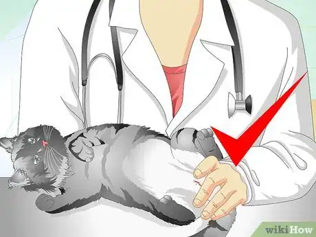 Image titled Care for Your Cat After Neutering or Spaying Step 20