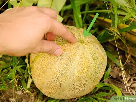 Image titled Ripen a Cantaloupe Step 2