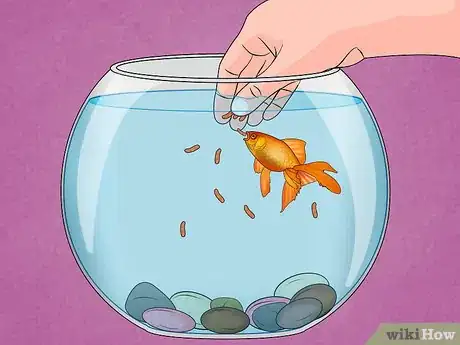 Image titled Fix Swim Bladder Disease in Goldfish Step 8