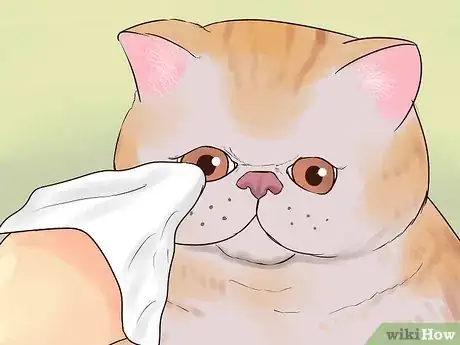 Image titled Take Care of an Exotic Shorthair Cat Step 1