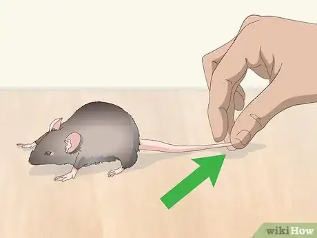 Image titled Pick Up a Pet Mouse Step 1