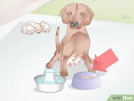 Image titled Treat Mastitis in Dogs Step 9